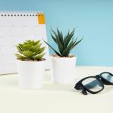 Set de plantas aliso