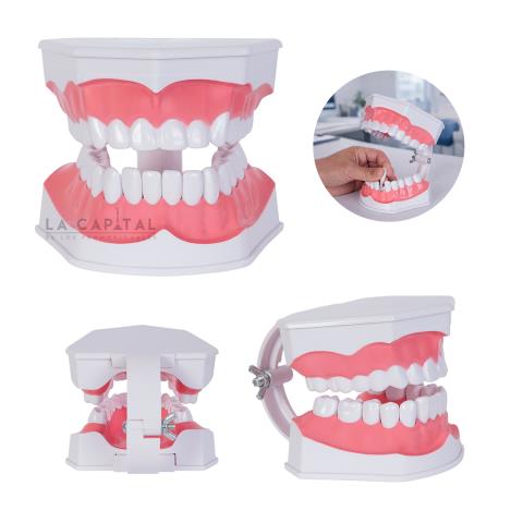 MODELO ODONTO | Articulos Promocionales